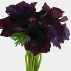 Anemone Burgundy (50 Stems) 7 Anemone Burgundy (50 Stems) -Flower Plants Sales 2024 07921F Anemone Burgundy 50 Stems