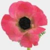 Anemone Pink (50 Stems) -Flower Plants Sales 2024 07922E Anemone Pink 50 Stems