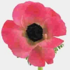 Anemone Pink (50 Stems)