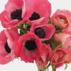 Anemone Pink (50 Stems) -Flower Plants Sales 2024 07922G Anemone Pink 50 Stems