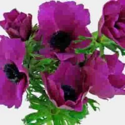 Anemone Hot Pink (50 Stems) -Flower Plants Sales 2024 07923G Anemone Hot Pink 50 Stems