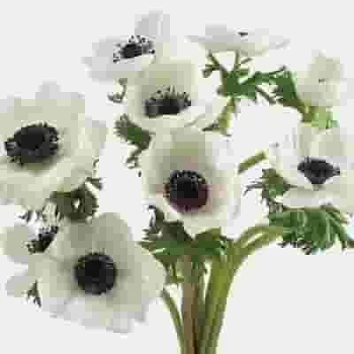 Anemone White W/ Black Eye Flower (50 Stems) 4 Anemone White W/ Black Eye Flower (50 Stems) - Image 2