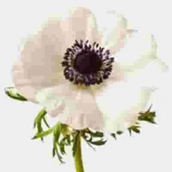 Anemone White W/ Black Eye Flower (50 Stems)