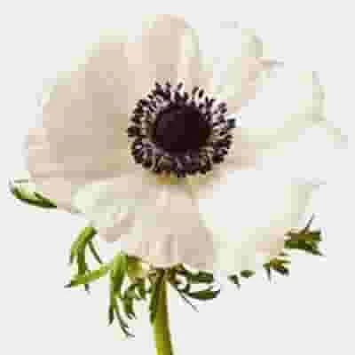 Anemone White W/ Black Eye Flower (50 Stems) 3 Anemone White W/ Black Eye Flower (50 Stems)