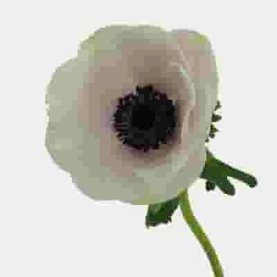 Anemone White W/ Black Eye Flower (50 Stems) 5 Anemone White W/ Black Eye Flower (50 Stems) - Image 3