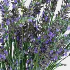 English Lavender (10 Bunches) 5 English Lavender (10 Bunches) -Flower Plants Sales 2024 07959A English Lavender 10 Bunches