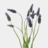 French Lavender (10 Bunches) -Flower Plants Sales 2024 07960D French Lavender 10 Bunches
