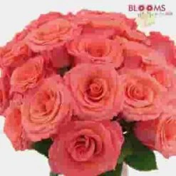 Rose Amsterdam Coral 40 Cm -Flower Plants Sales 2024 07961C Rose Amsterdan 40 Cm