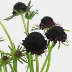 Burgundy Scabiosa Flowers (10 Bunches) -Flower Plants Sales 2024 07965E Burgundy Scabiosa Flowers 10 Bunches
