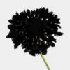 Burgundy Scabiosa Flowers (10 Bunches) -Flower Plants Sales 2024 07965F Burgundy Scabiosa Flowers 10 Bunches