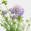 Lavender Scabiosa Flowers (10 Bunches) -Flower Plants Sales 2024 07966B Lavender Scabiosa Flowers 10 Bunches