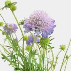 Lavender Scabiosa Flowers (10 Bunches)