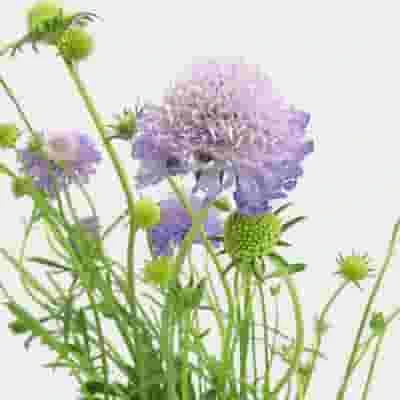 Lavender Scabiosa Flowers (10 Bunches) 3 Lavender Scabiosa Flowers (10 Bunches)