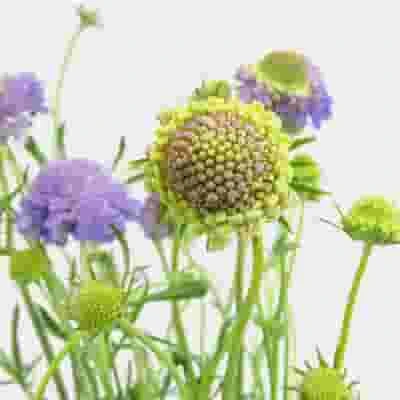 Lavender Scabiosa Flowers (10 Bunches) 4 Lavender Scabiosa Flowers (10 Bunches) - Image 2