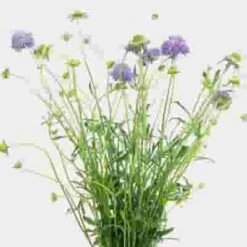 Lavender Scabiosa Flowers (10 Bunches) 7 Lavender Scabiosa Flowers (10 Bunches) -Flower Plants Sales 2024 07966D Lavender Scabiosa Flowers 10 Bunches
