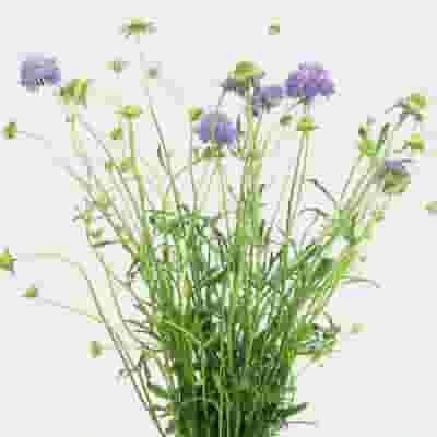 Lavender Scabiosa Flowers (10 Bunches) 5 Lavender Scabiosa Flowers (10 Bunches) - Image 3