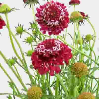 Red Scabiosa Flowers (10 Bunches) 3 Red Scabiosa Flowers (10 Bunches)