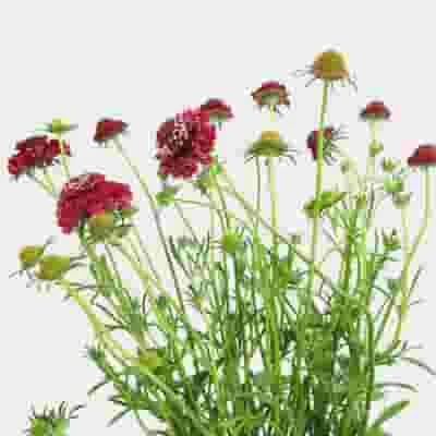 Red Scabiosa Flowers (10 Bunches) 4 Red Scabiosa Flowers (10 Bunches) - Image 2