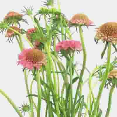 Pink Scabiosa Flowers (10 Bunches) 3 Pink Scabiosa Flowers (10 Bunches)