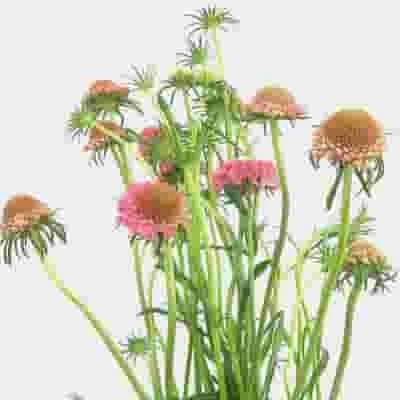 Pink Scabiosa Flowers (10 Bunches) 4 Pink Scabiosa Flowers (10 Bunches) - Image 2