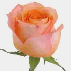 Rose Coral Reef 50cm