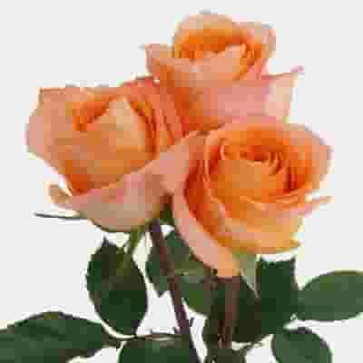 Rose Coral Reef 50cm 4 Rose Coral Reef 50cm - Image 2