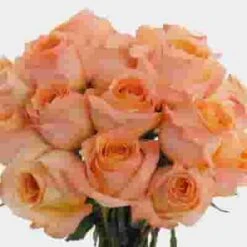 Rose Coral Reef 50cm 7 Rose Coral Reef 50cm -Flower Plants Sales 2024 07970F Rose Coral Reef 50cm