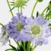 Blue Scabiosa Flowers (10 Bunches) -Flower Plants Sales 2024 07972C Blue Scabiosa Flowers 10 Bunches