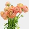 Peach Ranunculus Flower - By The Bunch -Flower Plants Sales 2024 07974C Peach Ranunculus Flower