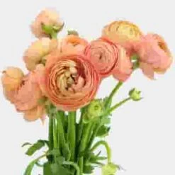 Peach Ranunculus Flower - By The Bunch