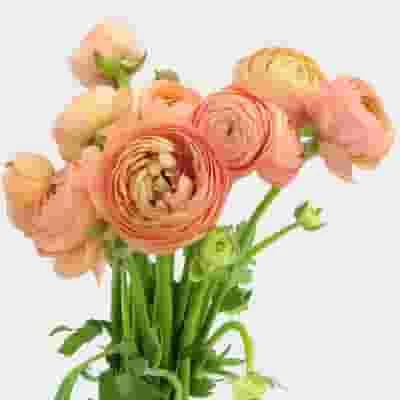 Peach Ranunculus Flower - By The Bunch 3 Peach Ranunculus Flower - By The Bunch