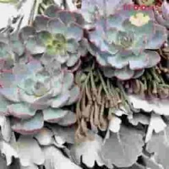 Elegant Succulents & Silver DIY Wedding Flowers