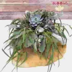 Elegant Succulents & Silver DIY Wedding Flowers -Flower Plants Sales 2024 07980E Elegant Succulents Silver DIY Flower Pack
