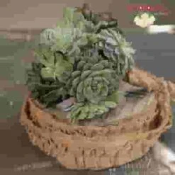 Elegant Succulents & Silver DIY Wedding Flowers -Flower Plants Sales 2024 07980F Elegant Succulents Silver DIY Flower Pack