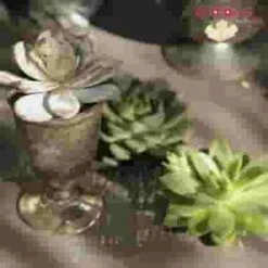 Elegant Succulents & Silver DIY Wedding Flowers -Flower Plants Sales 2024 07980G Elegant Succulents Silver DIY Flower Pack
