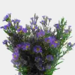 Purple Filler Flowers Bulk Pack 9 Purple Filler Flowers Bulk Pack -Flower Plants Sales 2024 07982B Purple Fillers Bulk Pack