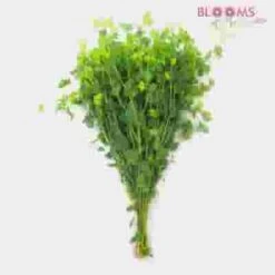 Green Filler Flowers Bulk Pack -Flower Plants Sales 2024 07983B Green Fillers Bulk Pack
