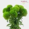 Green Filler Flowers Bulk Pack -Flower Plants Sales 2024 07983D Green Fillers Bulk Pack
