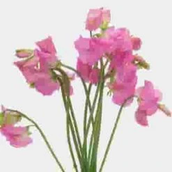 Sweet Pea Pink Novelty Flowers