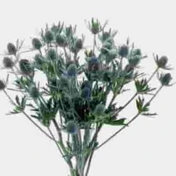 Blue Filler Flowers Bulk Pack -Flower Plants Sales 2024 08993F Blue Filler Flowers Bulk Pack