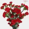 Red Filler Flowers Bulk Pack -Flower Plants Sales 2024 08994A Red Fillers Bulk Pack 87