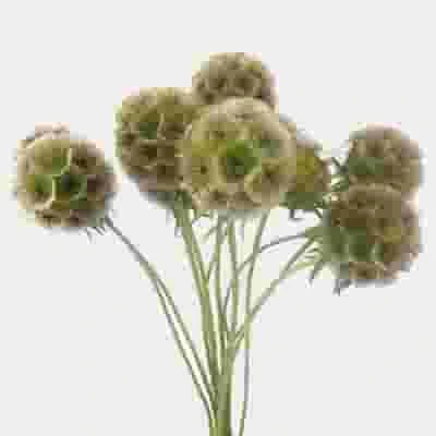 Modern Filler Flowers Bulk Pack 4 Modern Filler Flowers Bulk Pack - Image 2