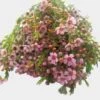 Pink Filler Flowers Bulk Pack -Flower Plants Sales 2024 08997D Pink Filler Flowers Bulk Pack