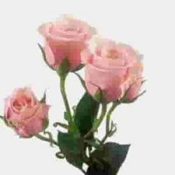 Pink Filler Flowers Bulk Pack -Flower Plants Sales 2024 08997E Pink Filler Flowers Bulk Pack