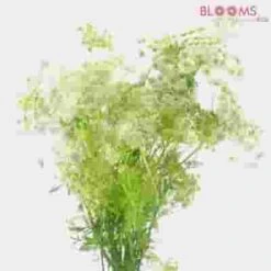 Rustic White Fillers Bulk Pack -Flower Plants Sales 2024 08998C Rustic White Fillers Bulk Pack