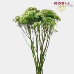 Classic White Fillers Bulk Pack -Flower Plants Sales 2024 08999B Classic White Fillers Bulk Pack