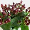 Hypericum Burgundy Flowers -Flower Plants Sales 2024 09004B Hypericum Burgundy