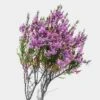 Heather (10 Bunches) -Flower Plants Sales 2024 09019A Heather 10 Bunches