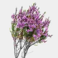 Heather (10 Bunches)