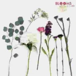 Pantone Ultra Violet Flower Pack -Flower Plants Sales 2024 09020C Pantone 2018 Colors Pack